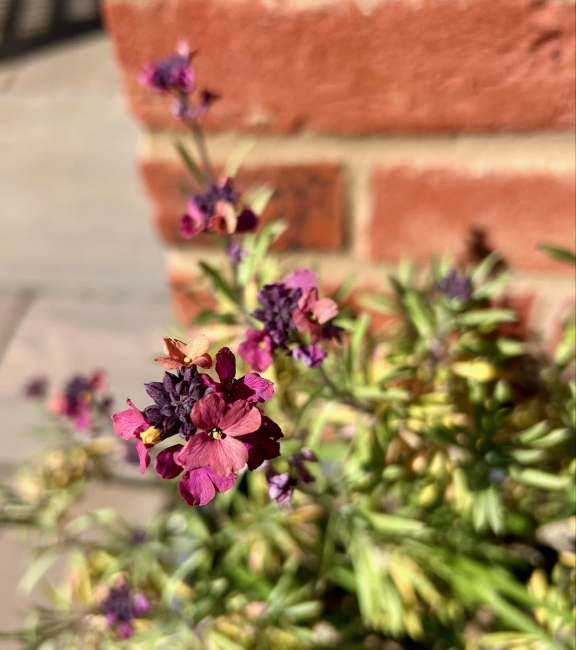 My 'Chelsea Jackets' wallflowers in multi-coloured flower
