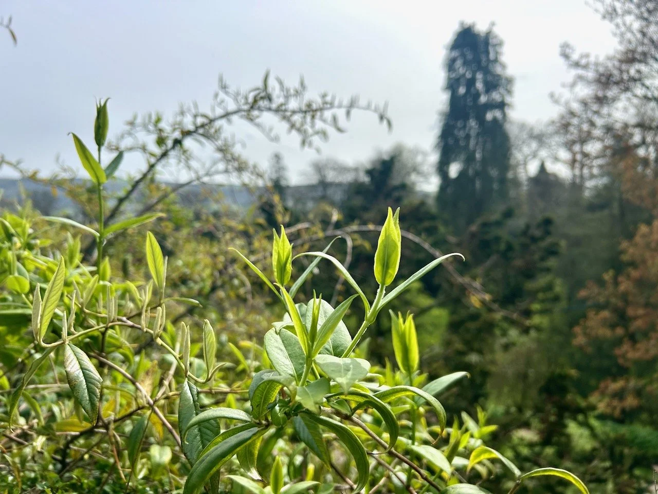 fresh new growth of plants clambering across the hedge
