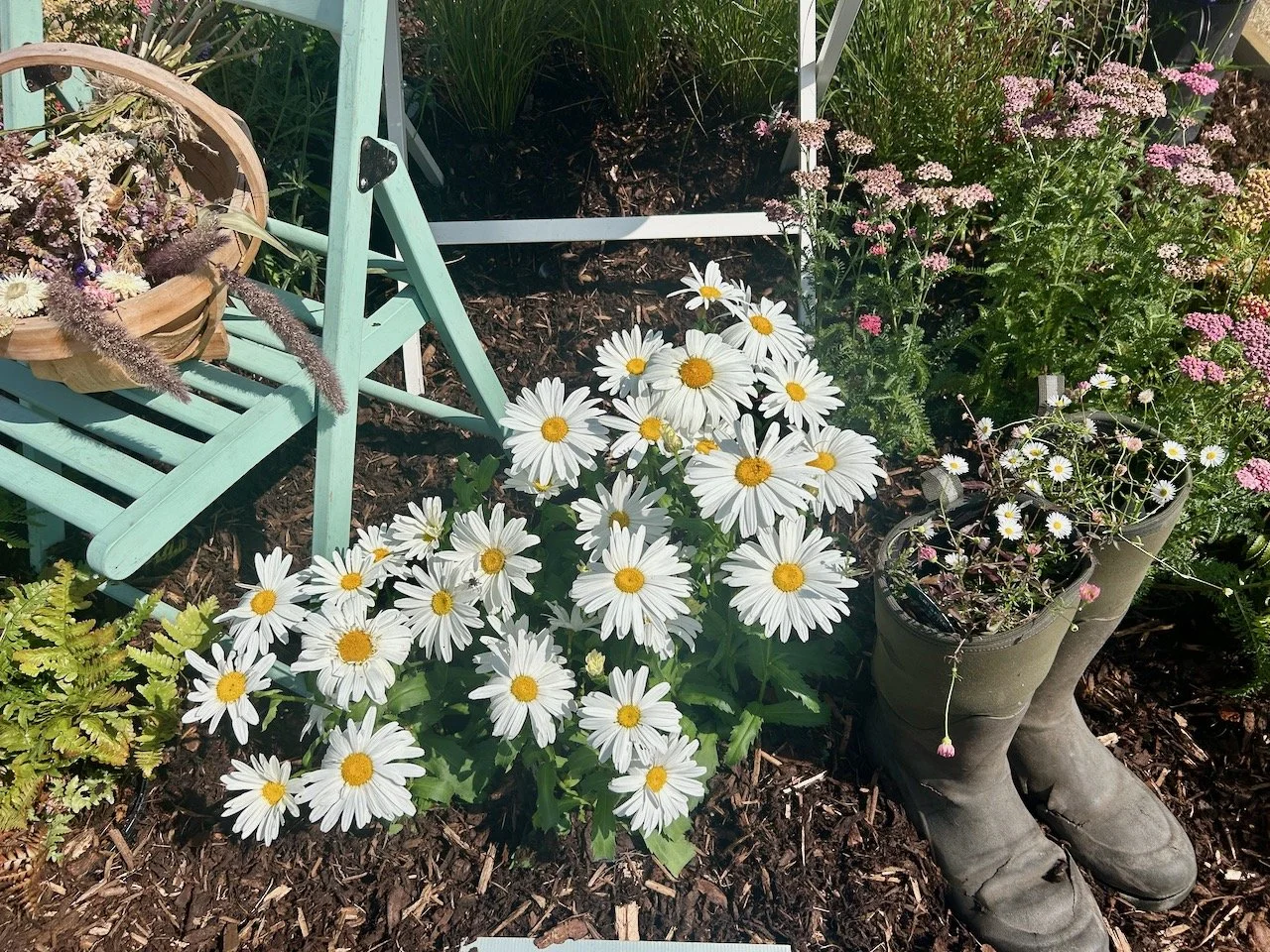 Daisies, wellies a chair and a basket