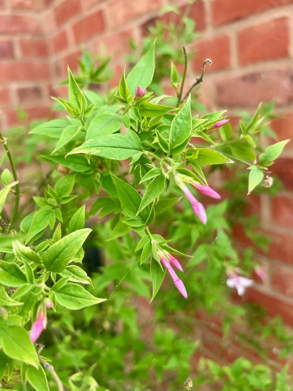 pink jasmine flowers ready to burst into scent