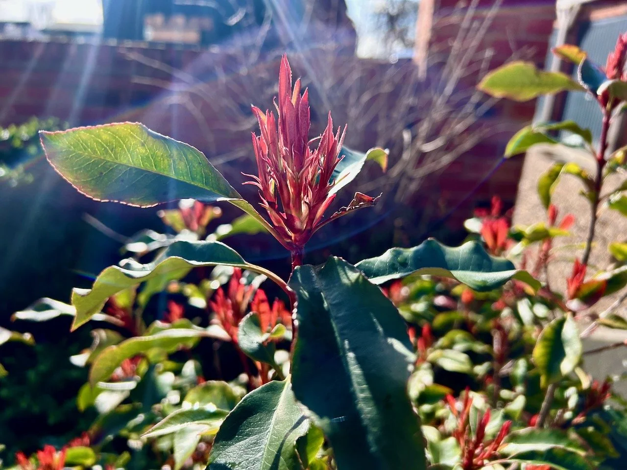 sunlight beaming down onto the red new growth of the red robin shrub