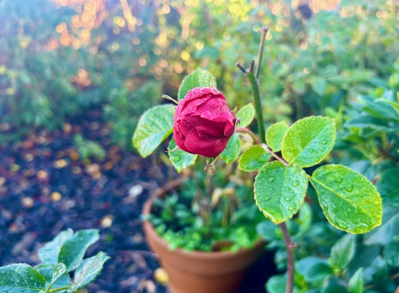 My garden in December