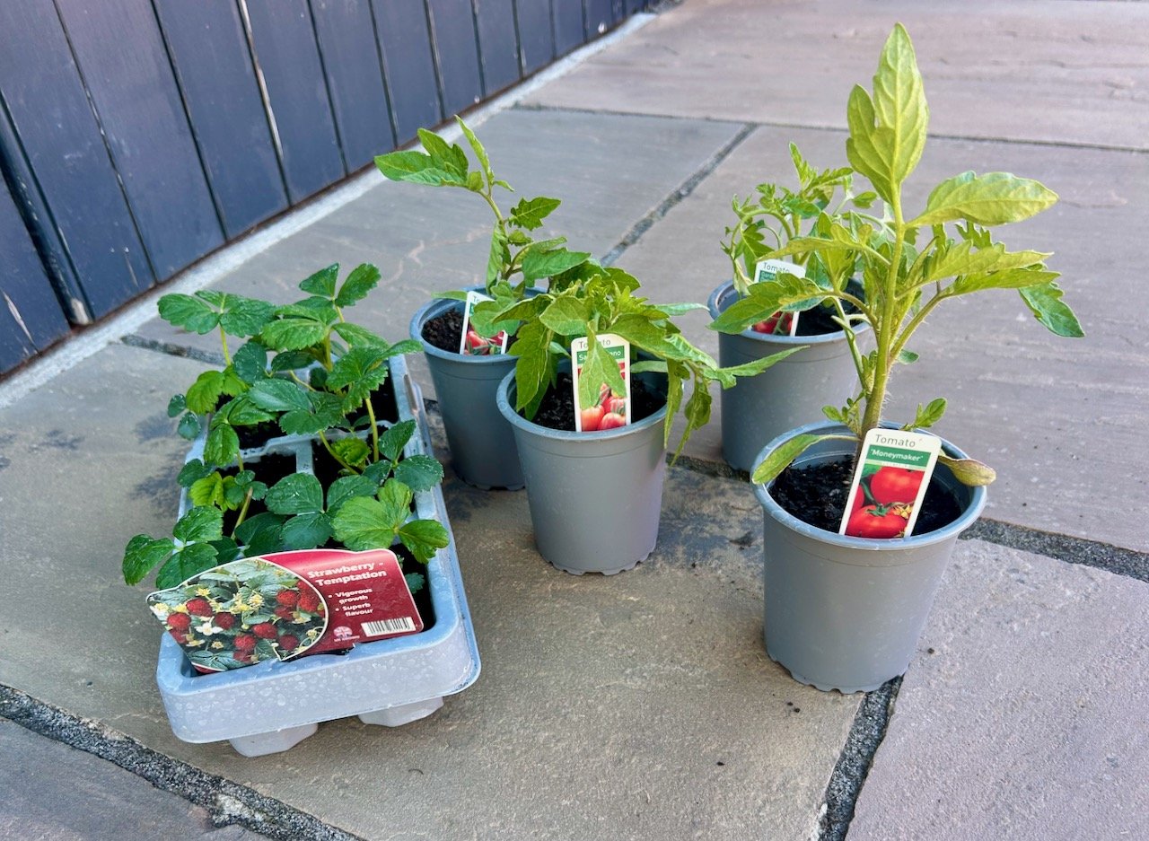 new purchases: strawberry and tomato plants