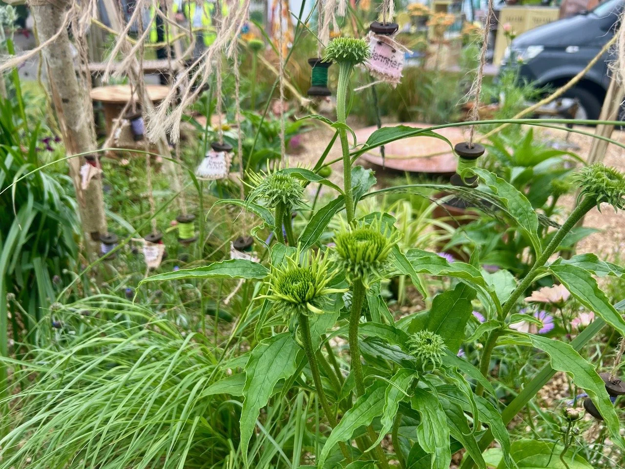 Threads of Life, Jan O'Brien - Gardeners' World Live 2026