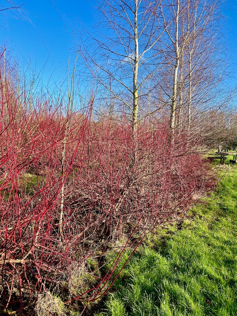 A hedge of red dogwoods with the silver birches and blue skies behind,  the planting forms part of the labyrinth at FarmEco