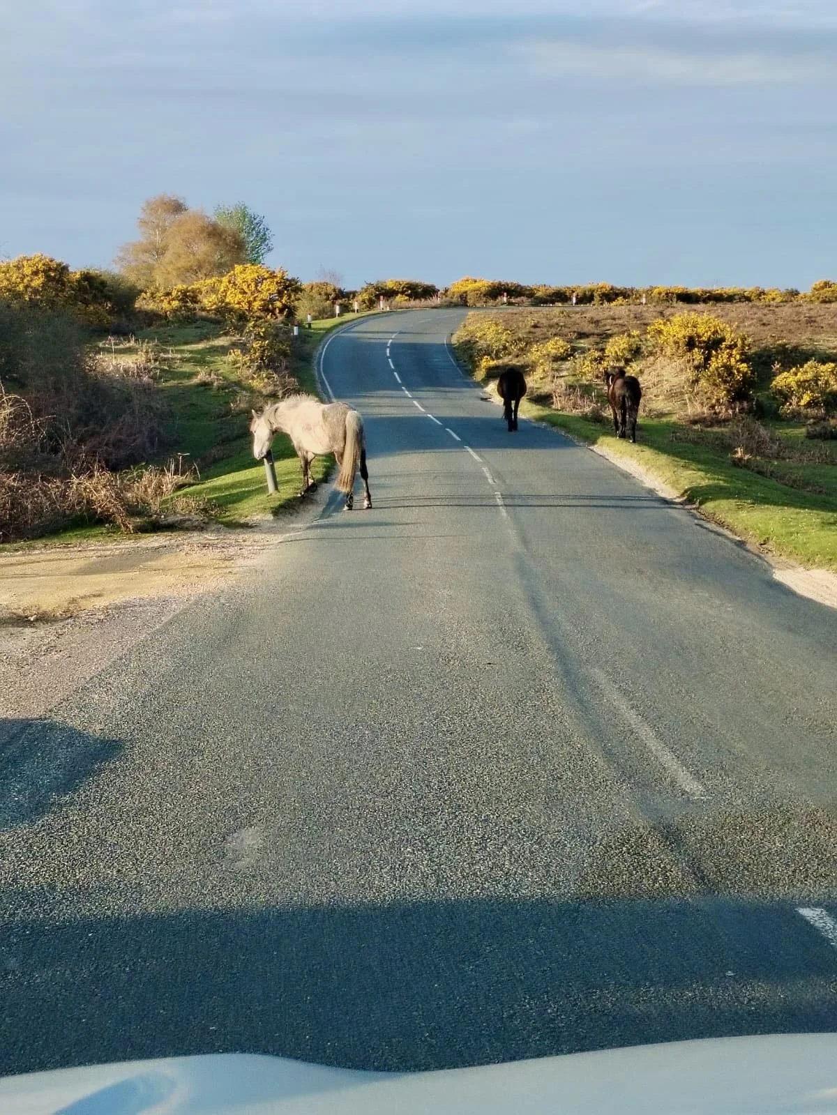 New Forest ponies in the road in the New Forest near Burley