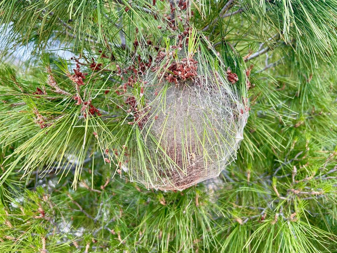 An intricate and large mesh of webs on a pine tree