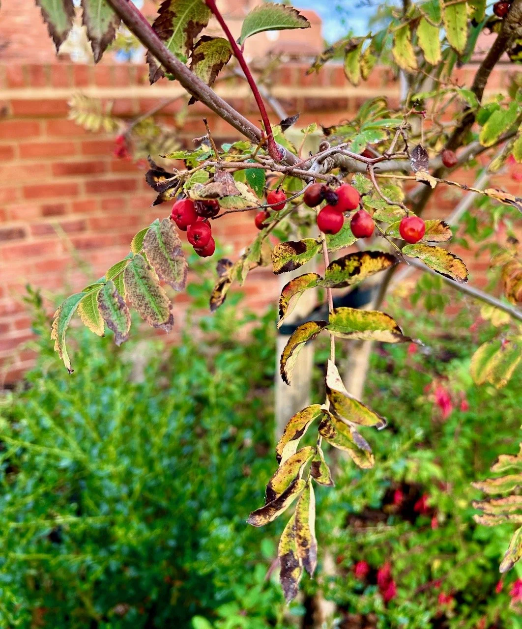 The small rowan tree with berries and yellowing leaves