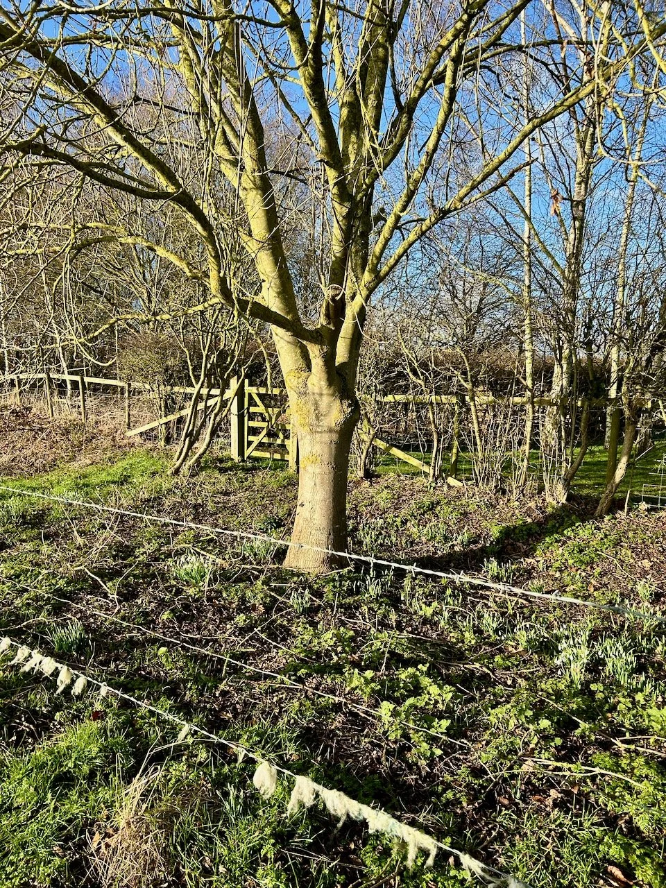 Spotting my first snowdrops under the tree behind the barbed wire (the lower wire is covered in 'santa's beard')