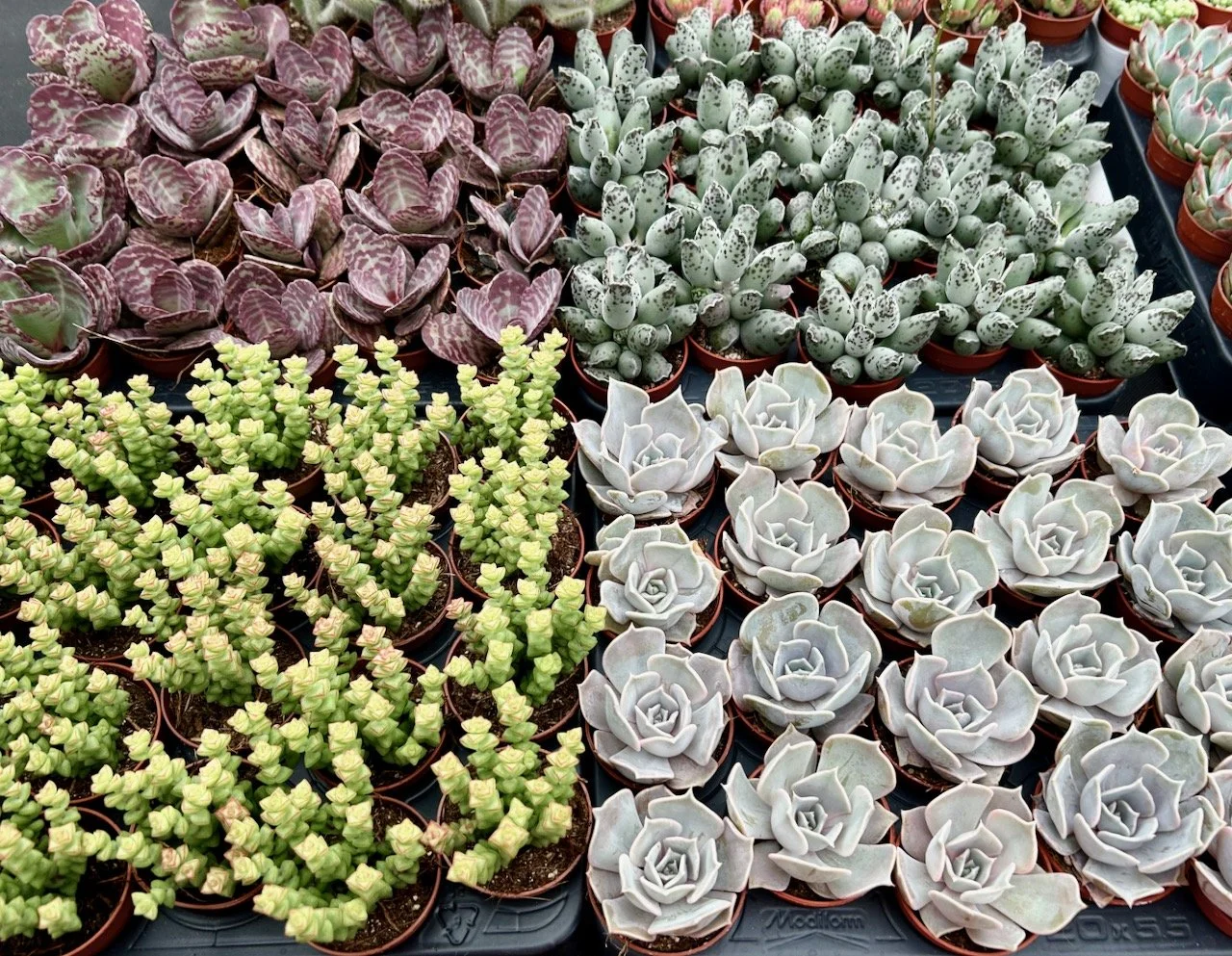 Four types of succulents laid out in trays