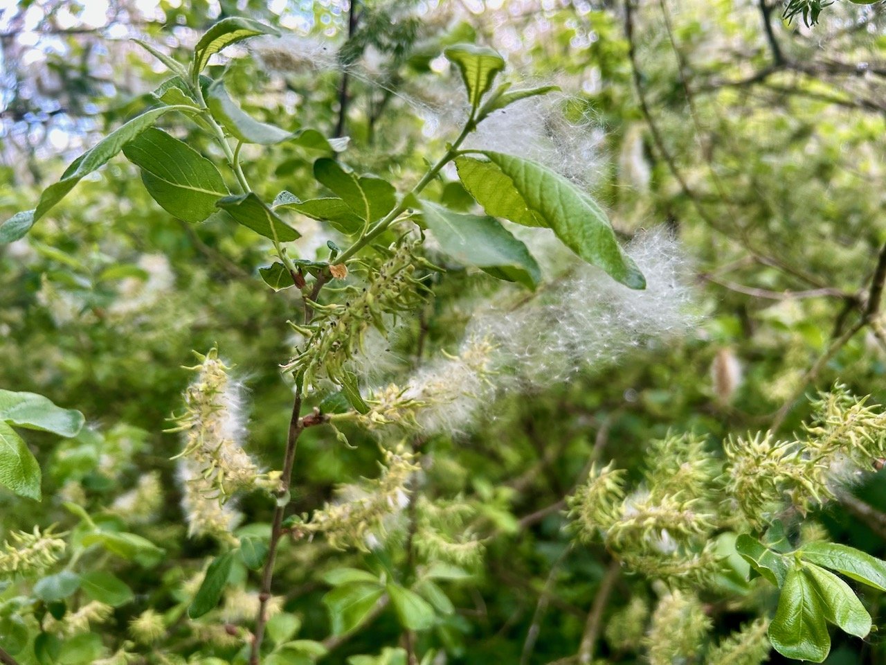 fluff in  a bush