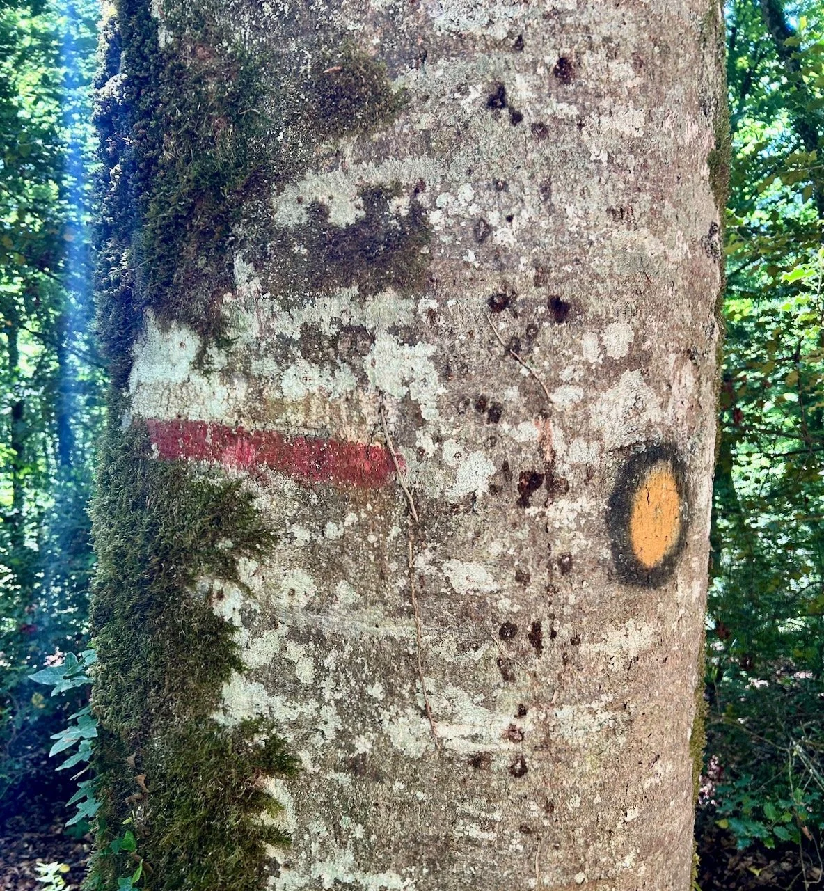 The white/red dash on the left and yellow/black circle meet on a tree trunk