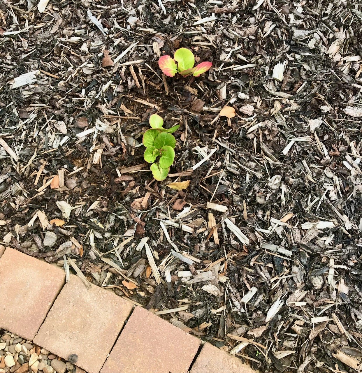 one of the instances of 'elephants ears' were rather depleted, luckily I have a plan...