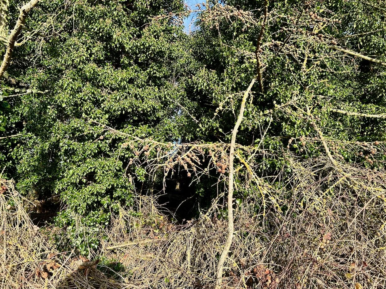 A deciduous pine tree - small like pine cones on the bare branches