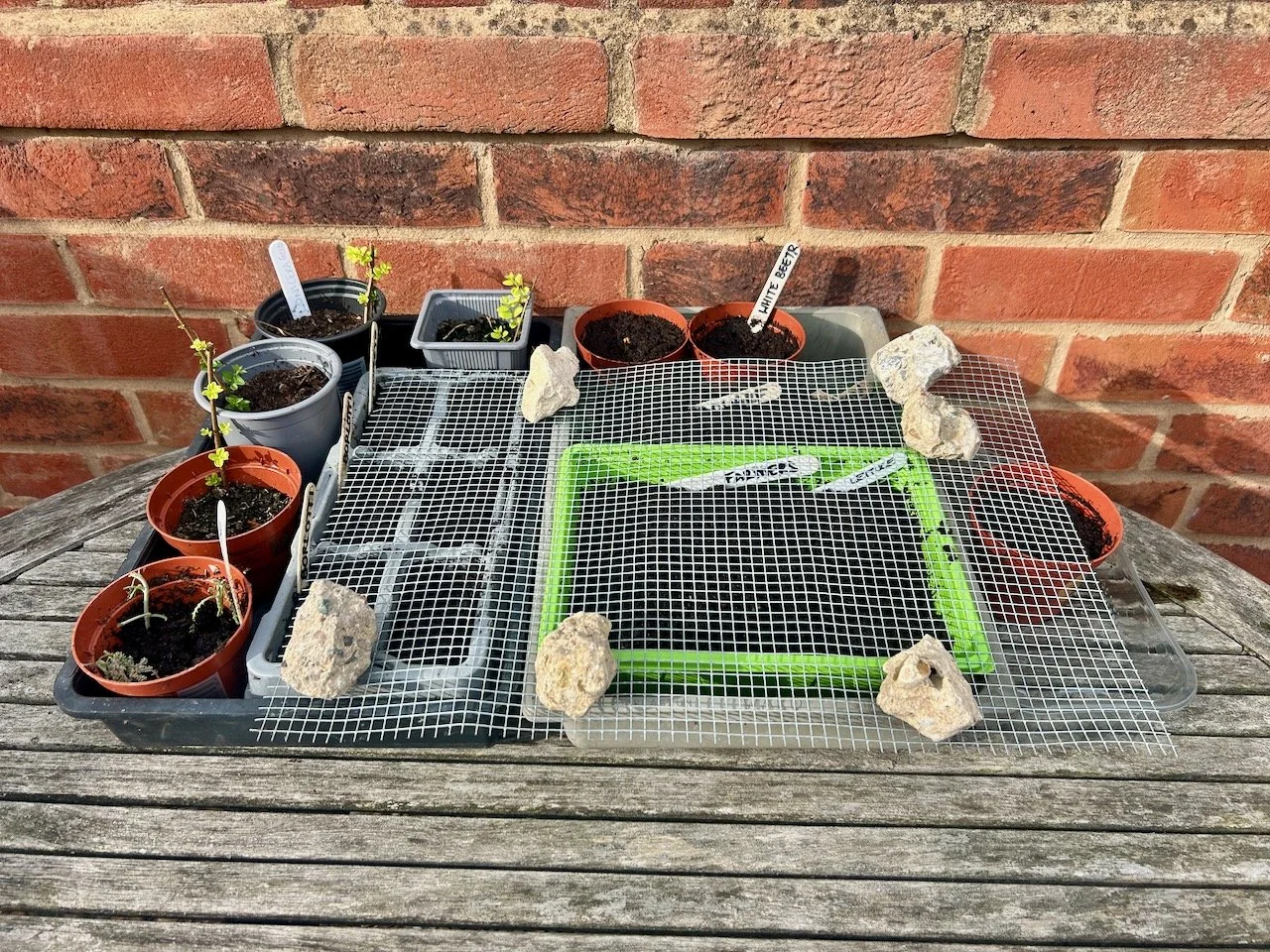 Cuttings and seed trays covered with mesh on my old wooden garden table