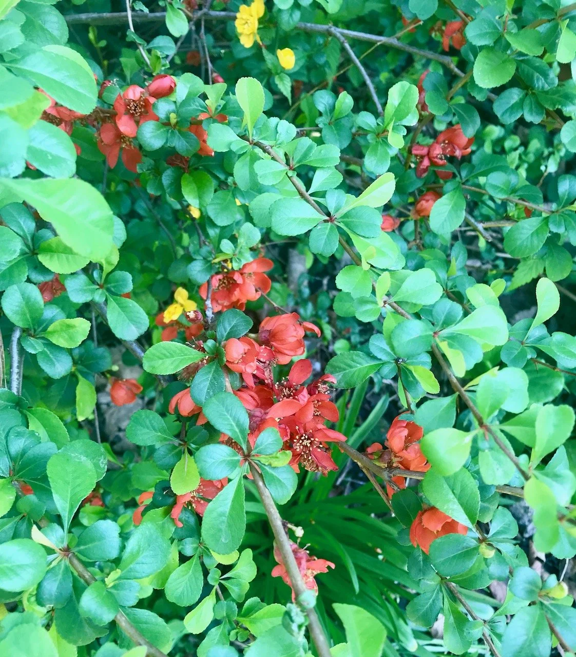 orange flowers on the ornamental quince