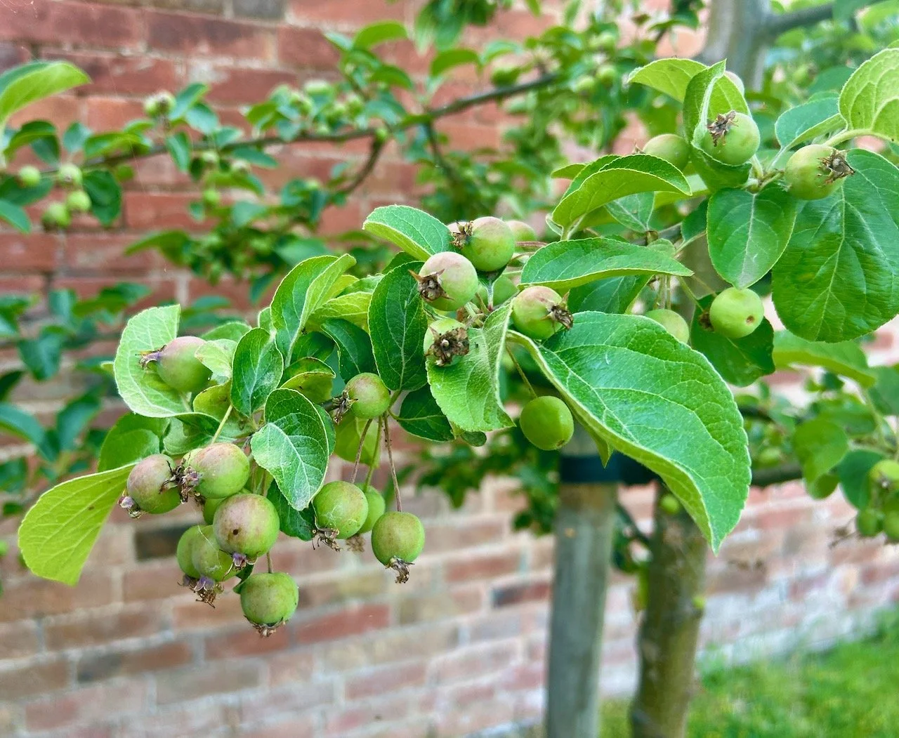 plenty of crab apples on this branch