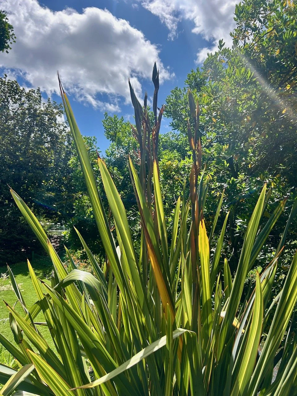 A canna-like plant reaching towards the blue sky