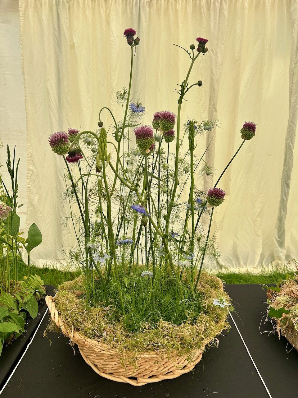 A BASKET ARRANGEMENT WITH WISPY ALLIUMS AND LOVE IN A MIST
