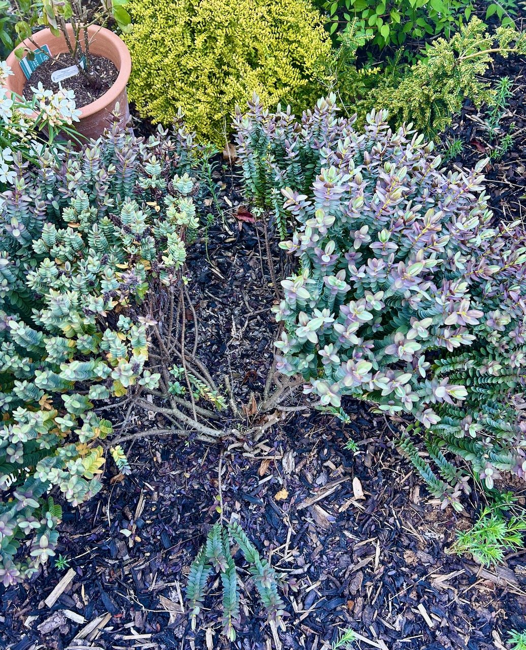 the same hebe - now bald in the middle