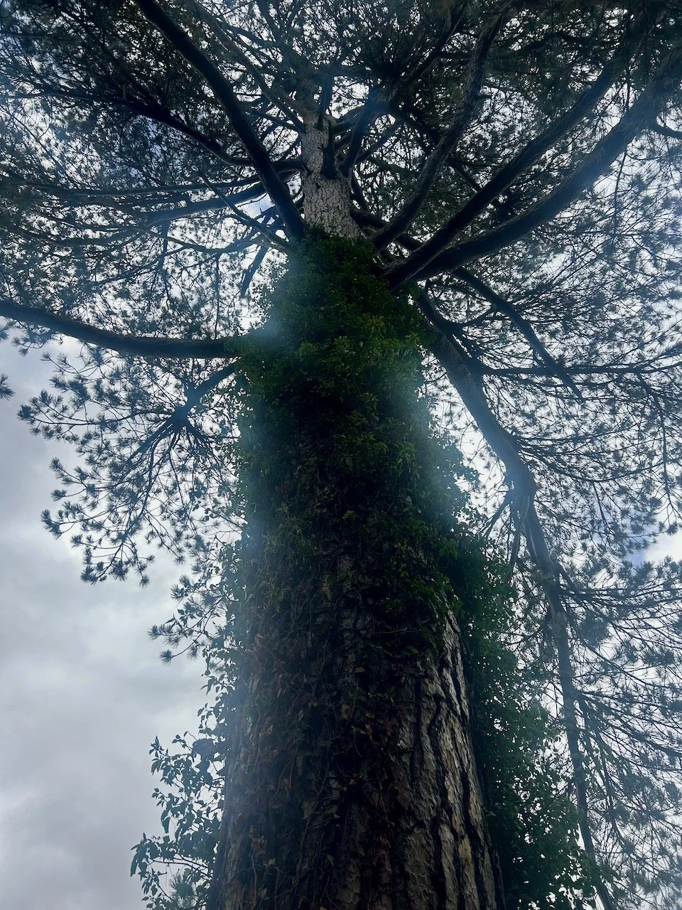 Looking up the trunk of one of the large trees at Scampston Hall