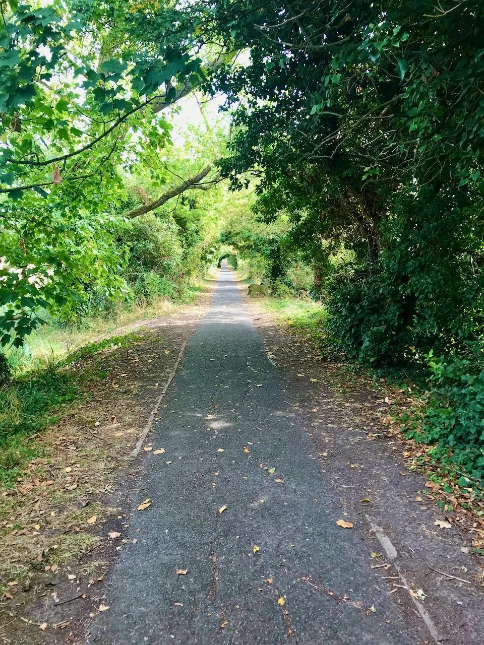 A long tree lined tarmac tranquil path