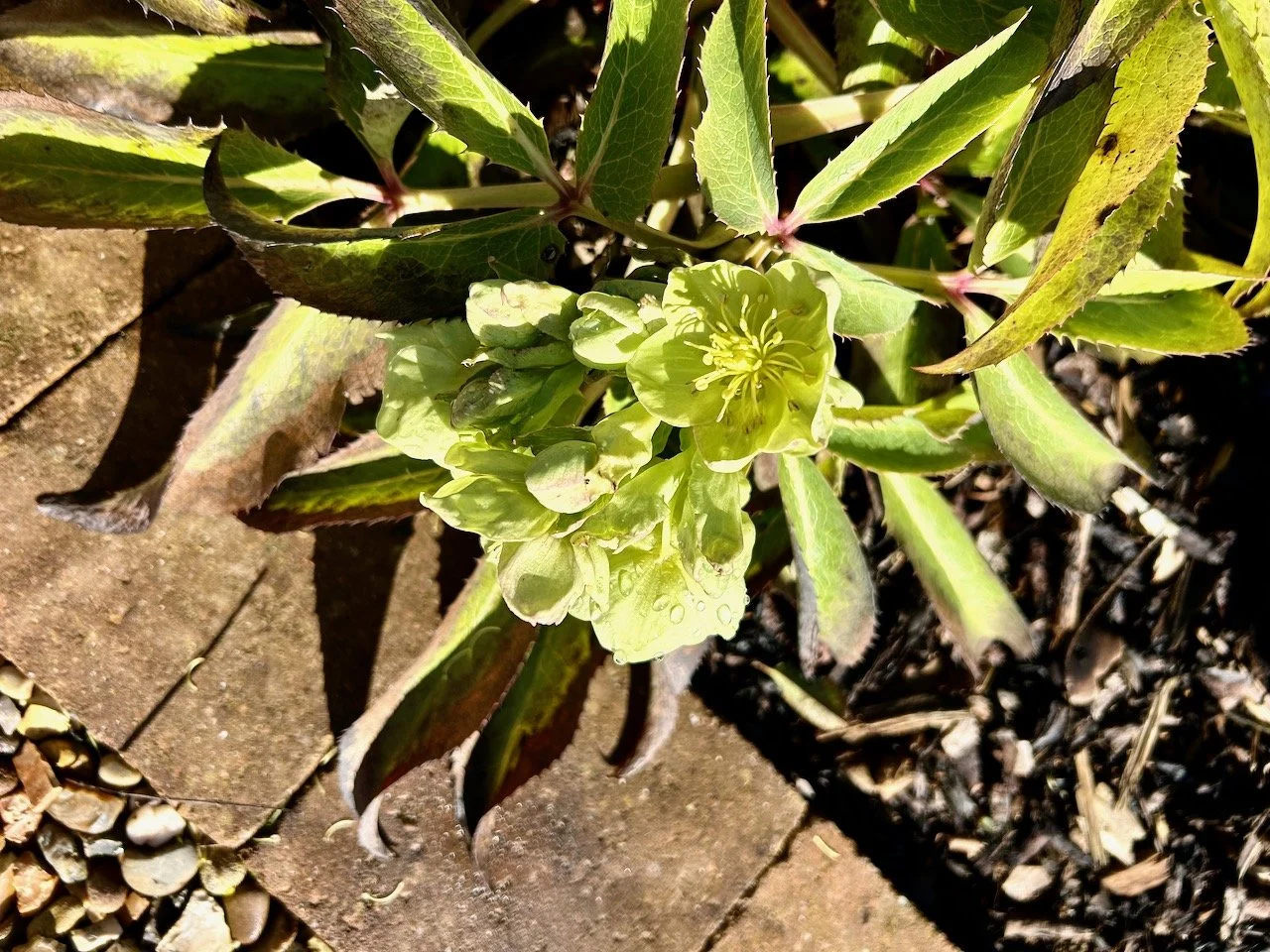 the cream hellebore in flower leaning over onto the edging stones