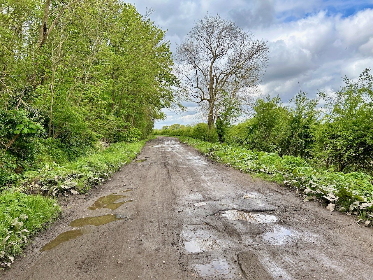 looking down church lane with the trees and hedgerows in leaf and few muddy puddles ahead