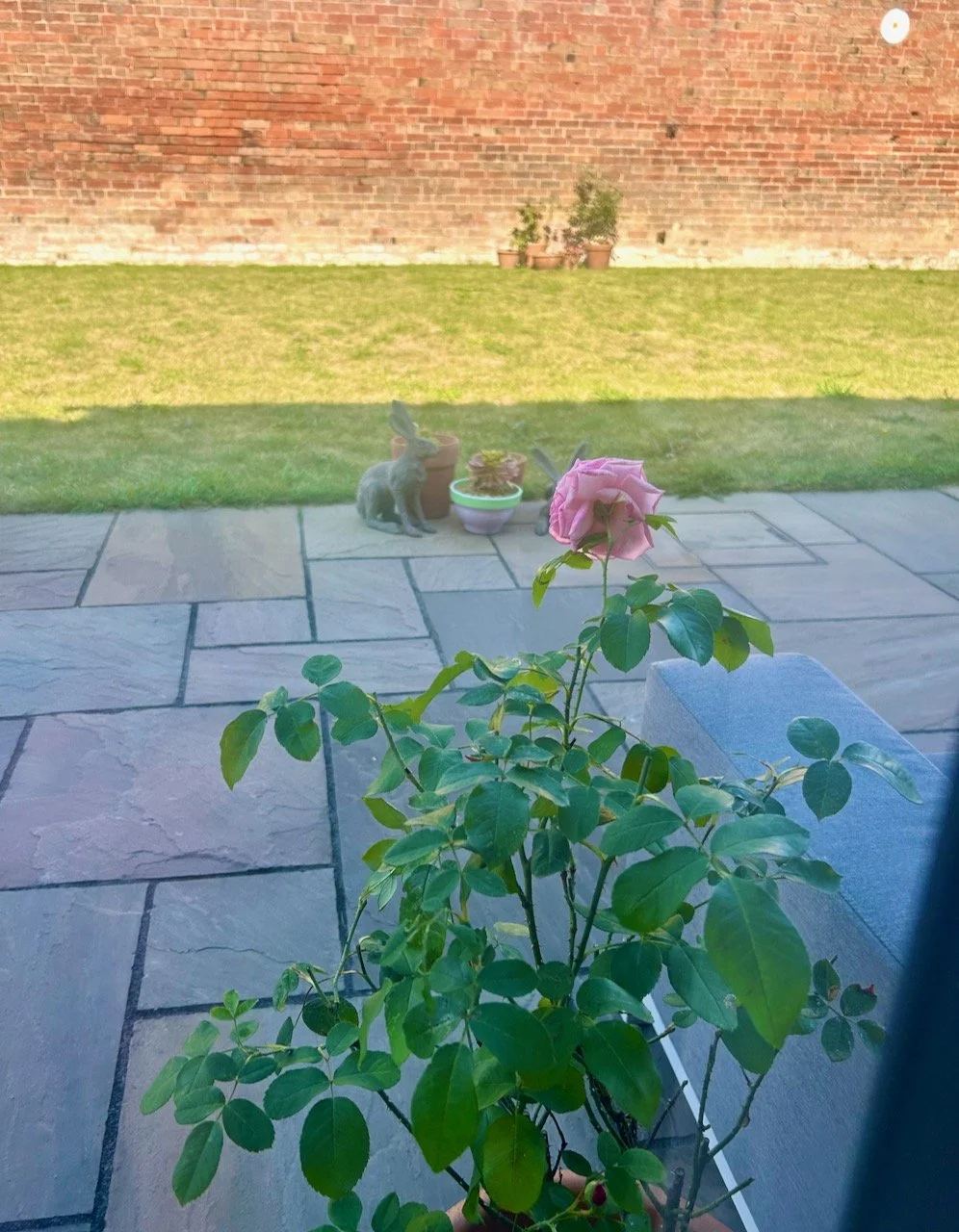 The rose alongside the garden sofa as viewed from inside