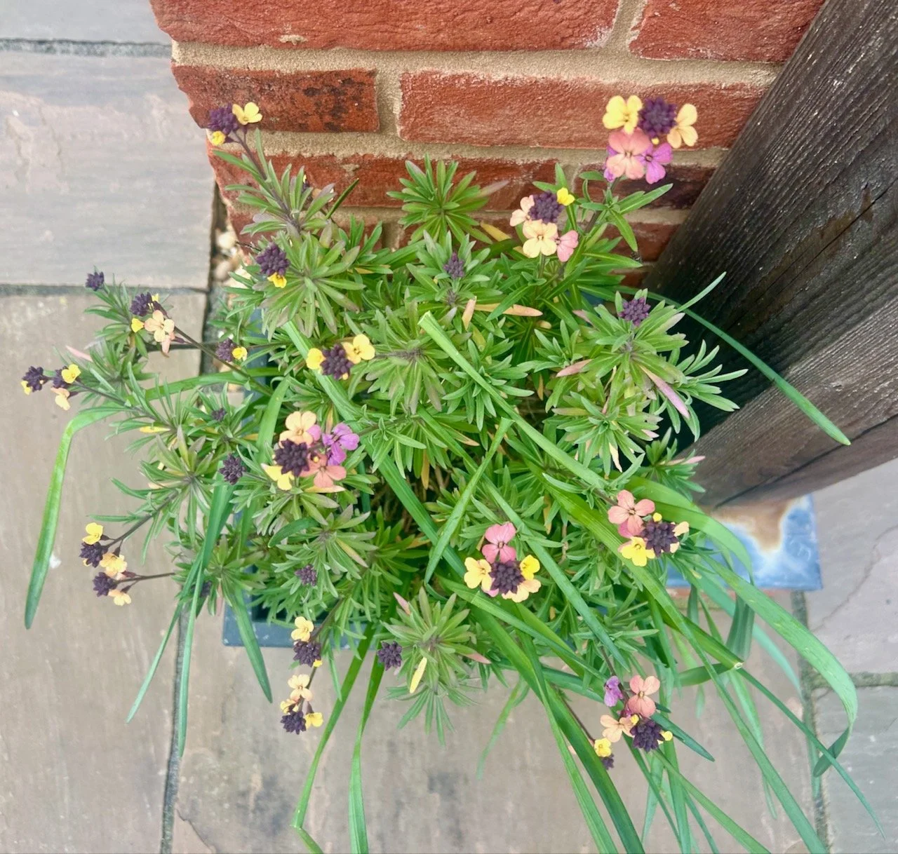 Wallflowers flowering