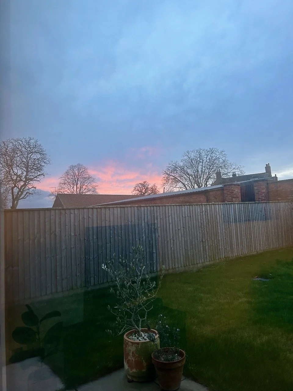 Pink sky in the distance, the older olive in the foreground with the potted rosemary