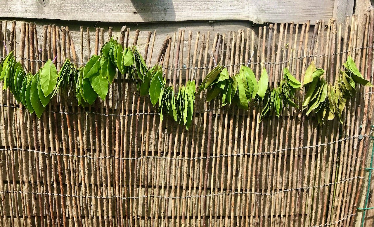 strings of bayleaves drying on a willow fence, looking like a garland
