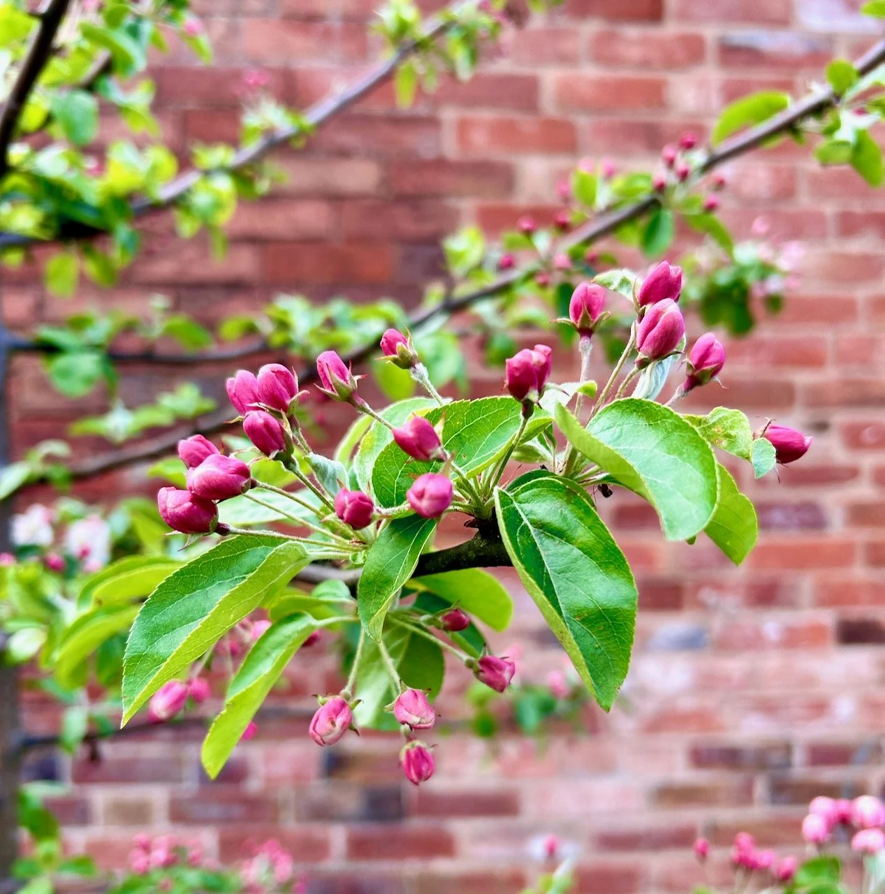 The start of the cherry blossom with tight bright pink buds on the trees branches