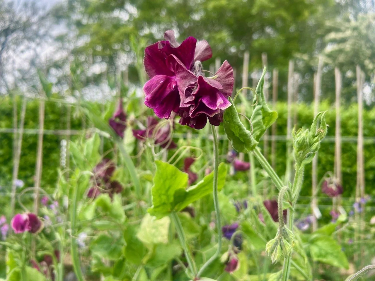Sweet peas in the kitchen garden