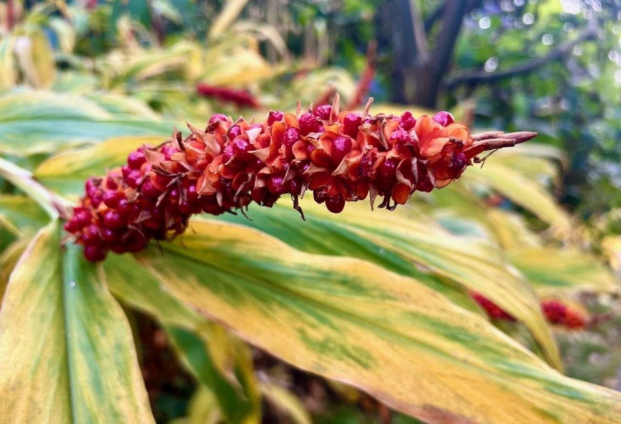 The gardens at Coleton Fishacre in winter