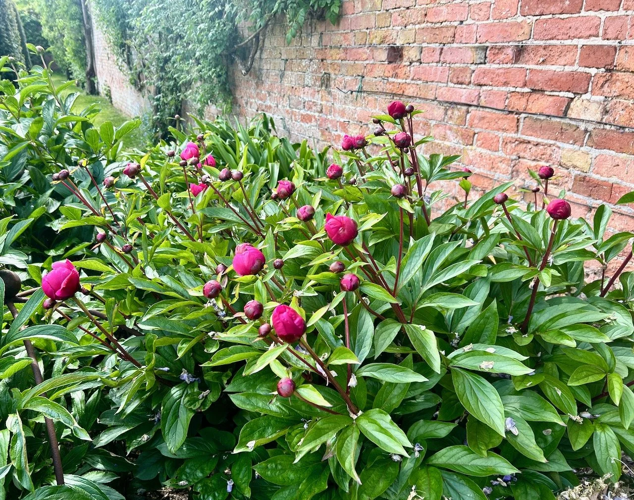 peonies fit to burst - cerise and gorgeous