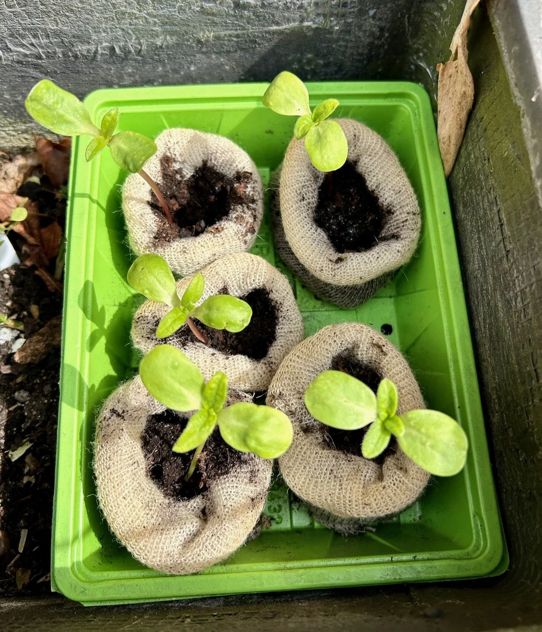 Five wool pots with sunflower seedlings, now developing their own leaves rather than seedling leaves