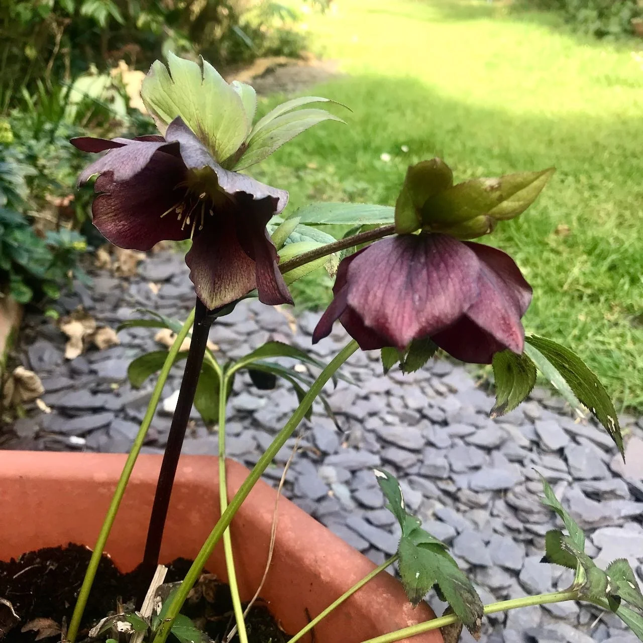 two shy burgundy hellebores in a pot with sun on the grass behind