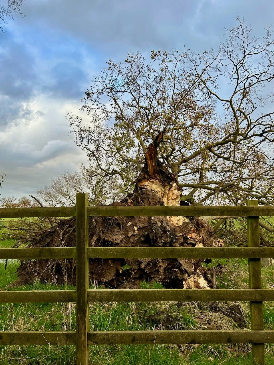 AN UPTURNED TREE (NOT RECENT) AND ITS REGROWTH BEHIND A WOODEN FENCE