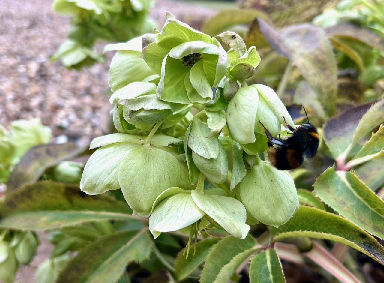 A bee exiting the green hellebore flower