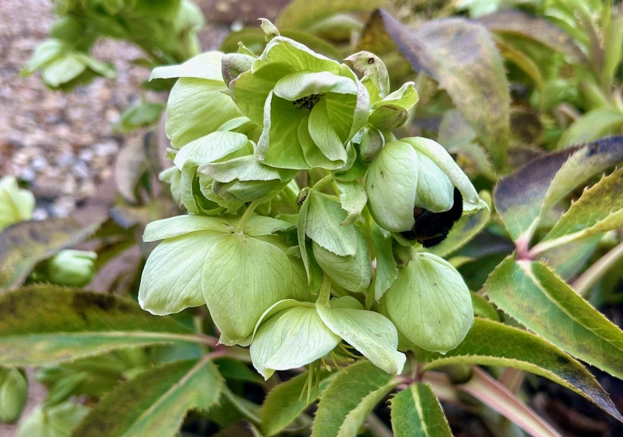 A bee in the creamy green hellebore