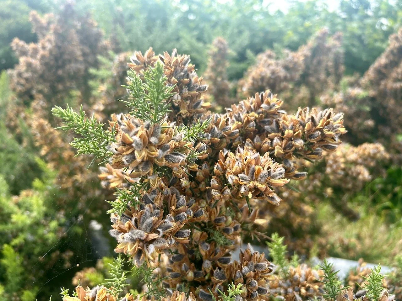A GORSE WITH SPENT FLOWERS