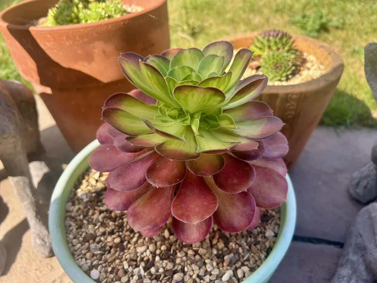 The aeonium has grown another layer this year