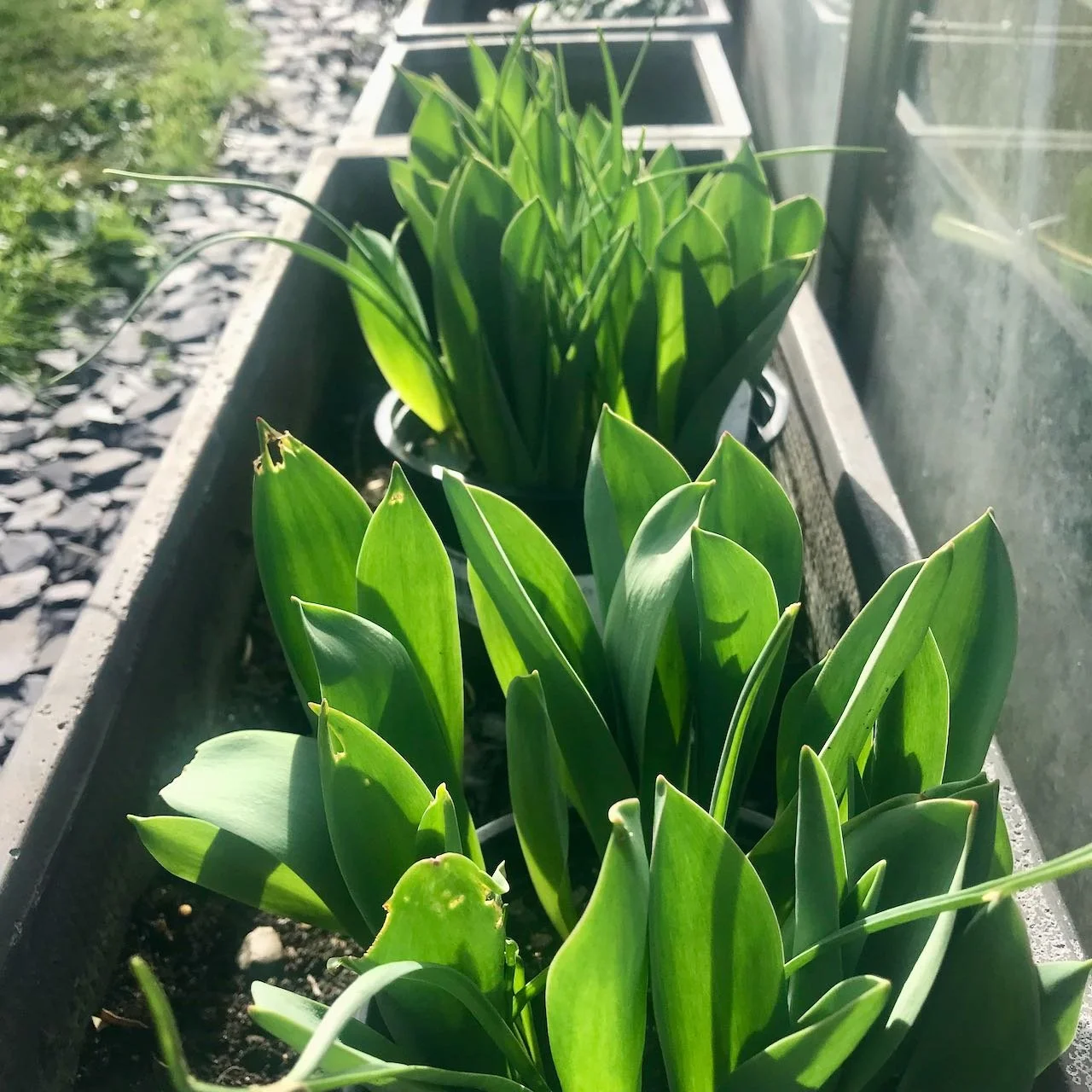 Green lush growth (with a few nibbled edges) and the promise of tulips to follow