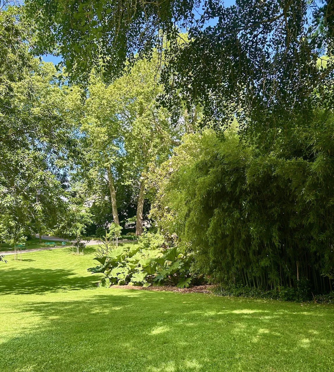 Trees in the park - in shade and in sun
