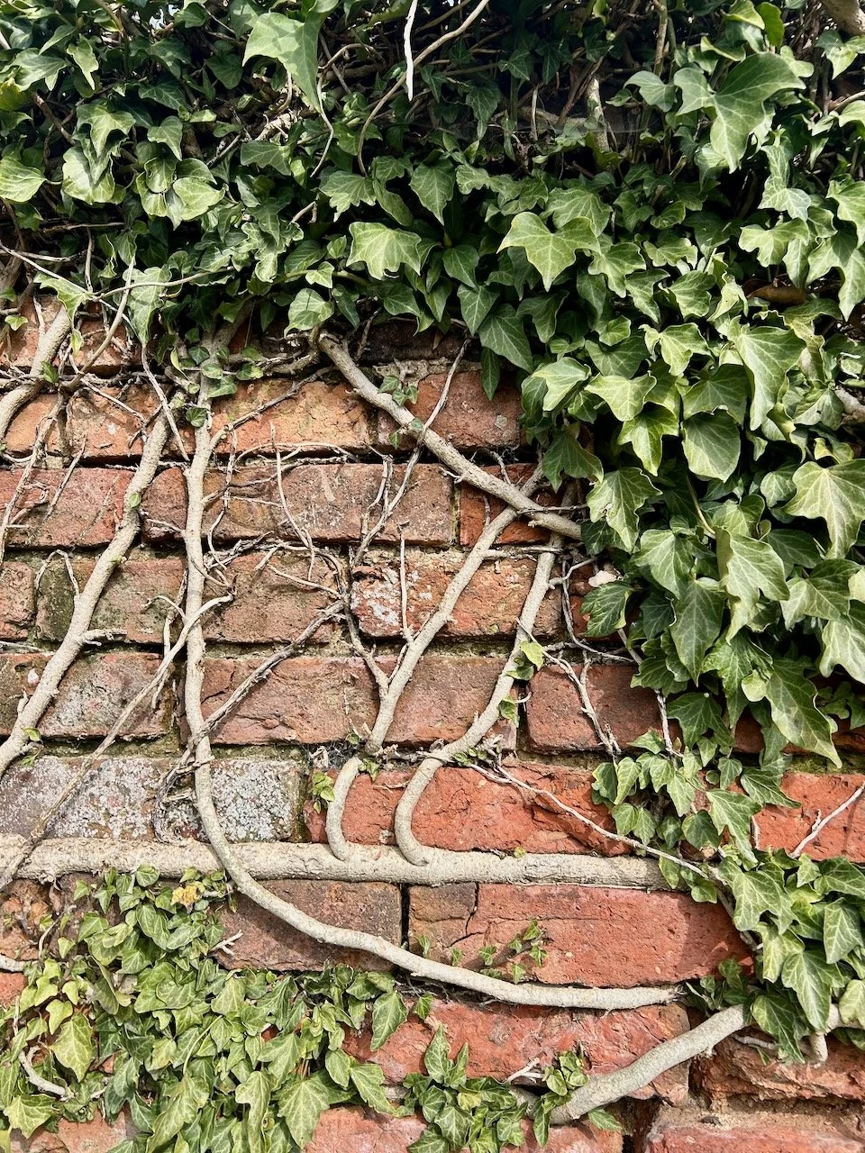 Ivy colonising the brick wall which edges Stoke Hall in East Stoke
