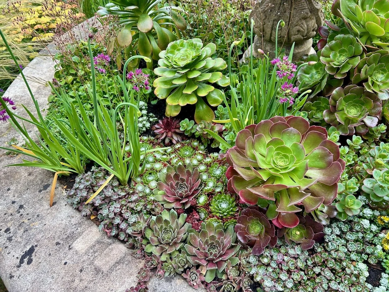 A closer look at the bulbs and succulent planting in the fountain