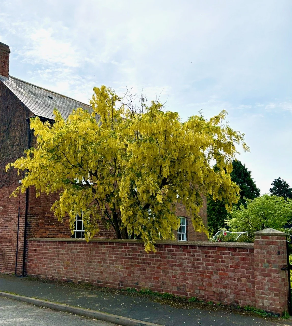 A laburnum tree in full flower as I started my walk