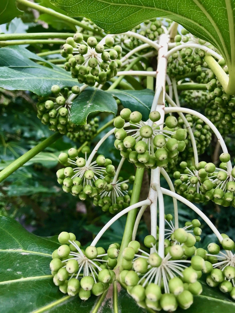 A cascade of green/white berries on my fatsia