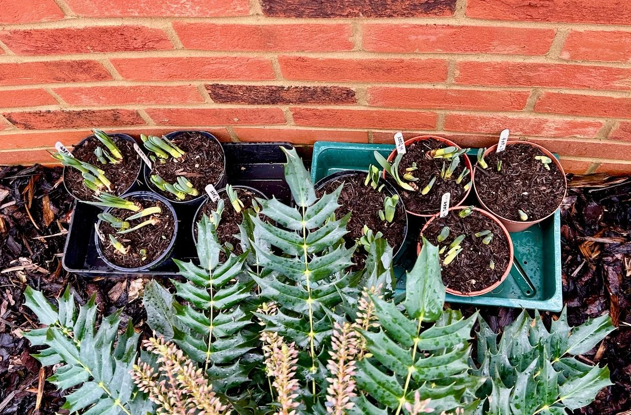 The errant daffodils bulbs growing in all sorts of directions in pots in front of the brick wall and nestled behind the mahonia